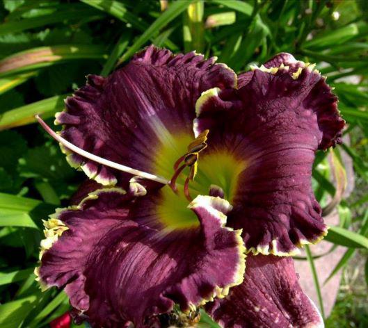 Jeanne Deaver's dream rs